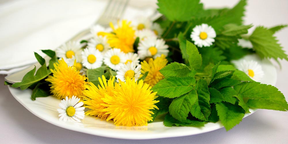 liečivé bylinky na tanieri